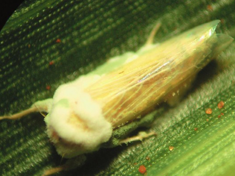 1_Paraguai_produto_800x600x3_01