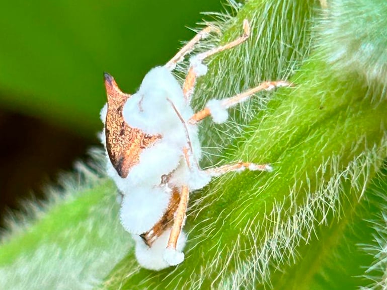 1_Paraguai_produto_800x600x3_01