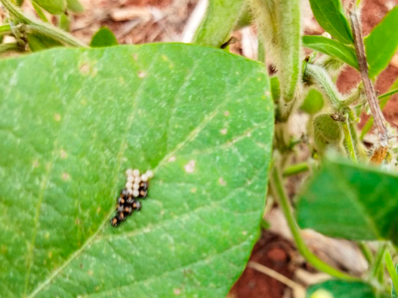 1_Paraguai_produto_800x600x3_01b_01