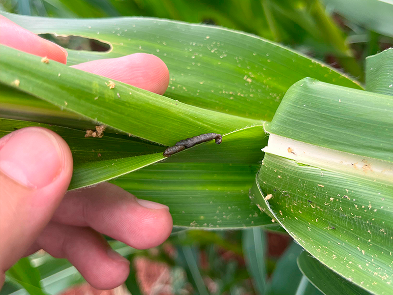 1_Paraguai_produto_800x600x3_01b_02