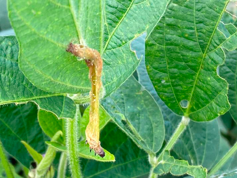 1_Paraguai_produto_800x600x3_01b_03