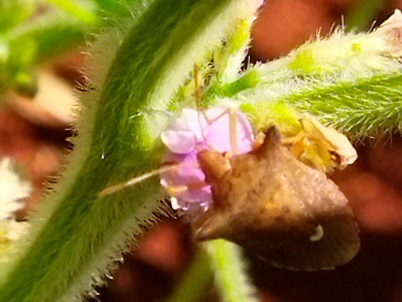 1_Paraguai_produto_800x600x3_02